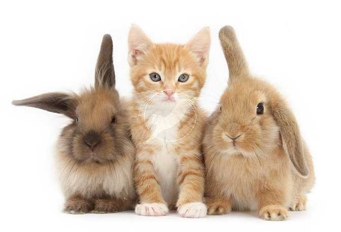 Listening Ears