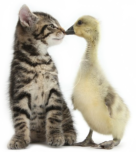 Kiss
