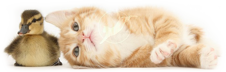 Cuddling